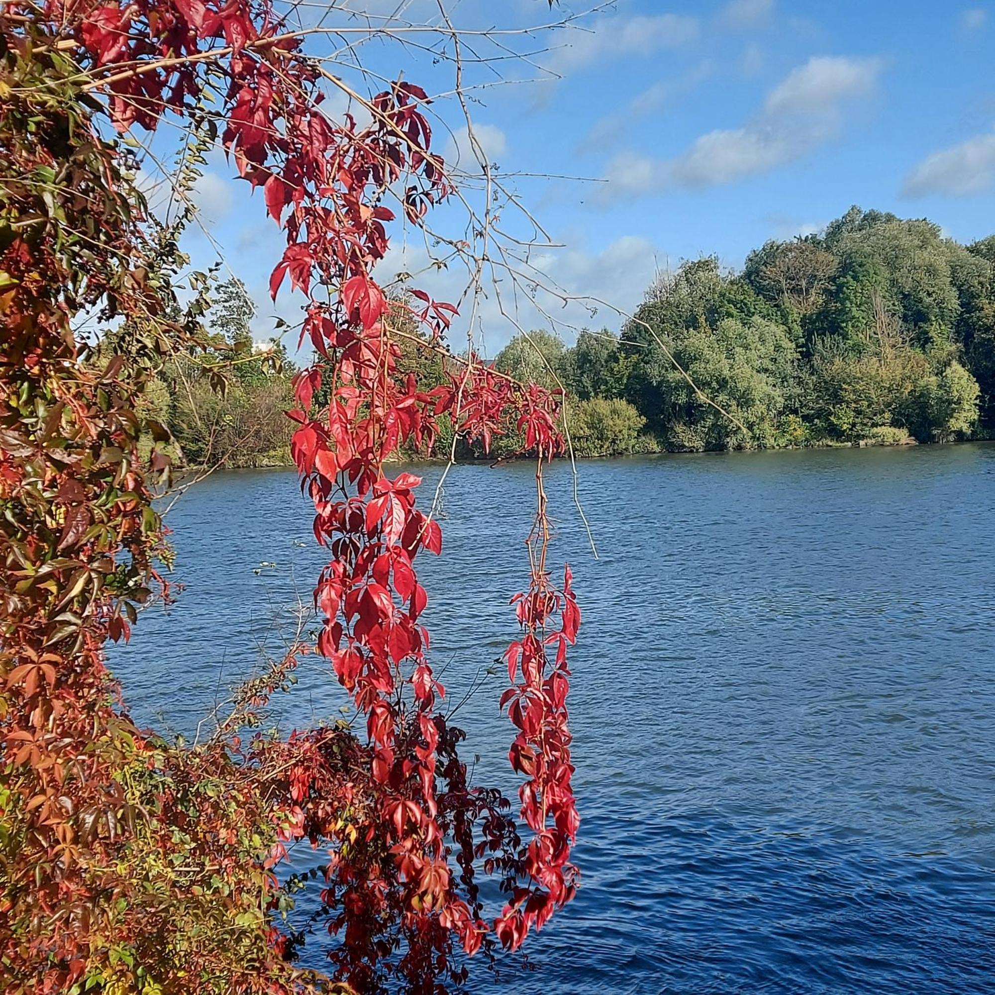 Les Seringats Poissy Exterior foto